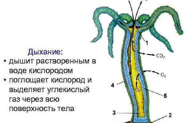 Кракен сайт вход